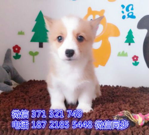 郑州寻宠记 如何挑到一只纯种柯基幼犬