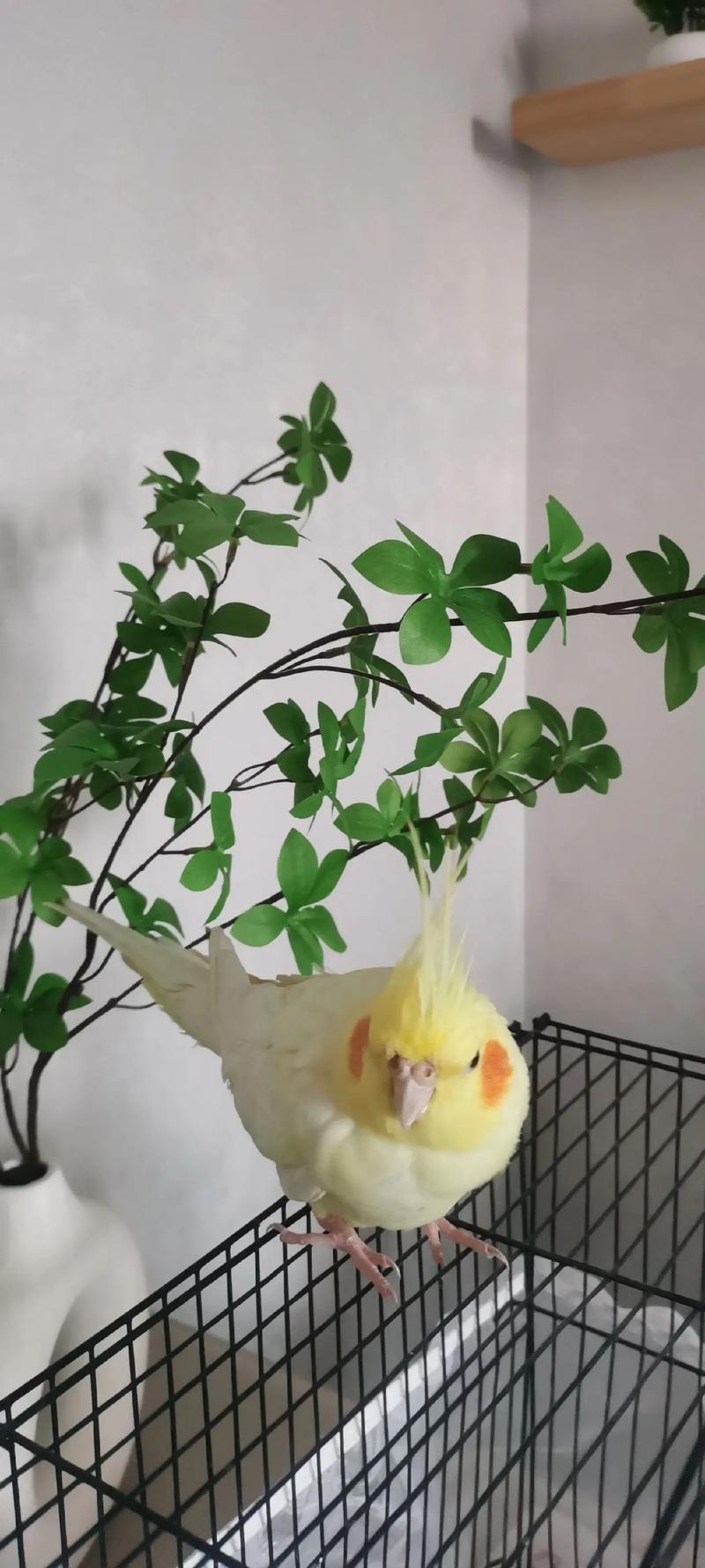哥哥养的小宠物 点亮我们生活的毛茸茸小太阳