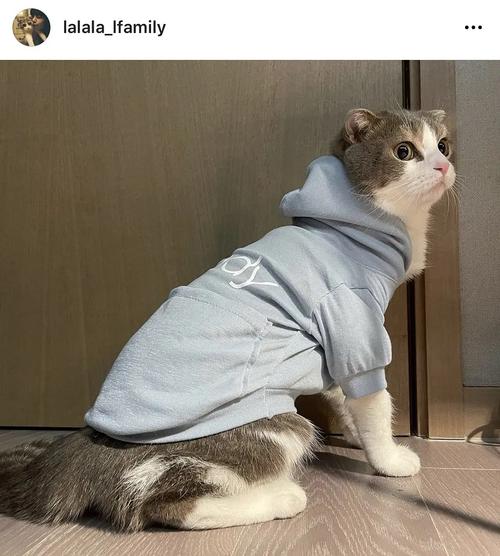 明星效应下的宠物风潮 从Lisa开通宠物账号看折耳猫饲养的争议与责任